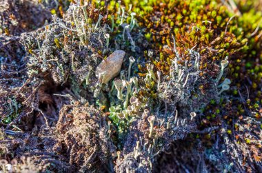 Renkli yosunlar ve yosunlar bahar sabahında orman zemininde gelişiyor. Makro çekim yukarıdan, canlı ekosistem odak noktasında, doku ve organik yaşam dolu..