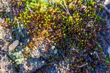 Renkli yosunlar ve yosunlar bahar sabahında orman zemininde gelişiyor. Makro çekim yukarıdan, canlı ekosistem odak noktasında, doku ve organik yaşam dolu..
