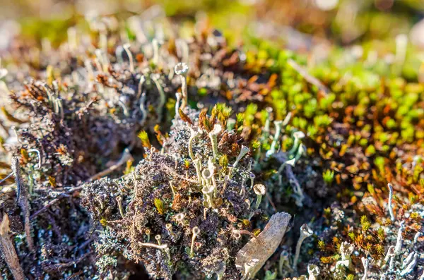 Renkli yosunlar ve yosunlar bahar sabahında orman zemininde gelişiyor. Makro çekim yukarıdan, canlı ekosistem odak noktasında, doku ve organik yaşam dolu..