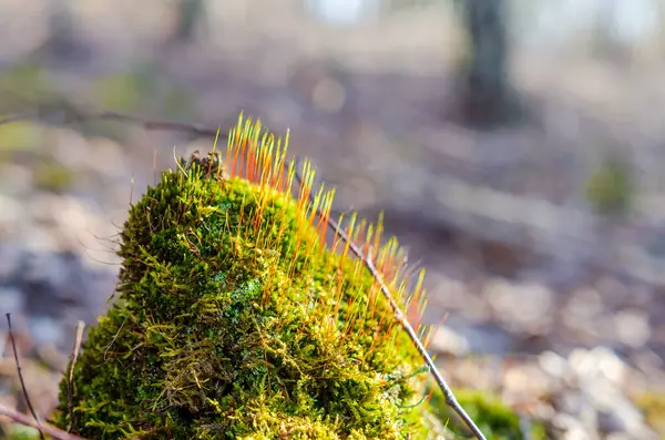 Renkli yosunlar ve yosunlar bahar sabahında orman zemininde gelişiyor. Makro çekim yukarıdan, canlı ekosistem odak noktasında, doku ve organik yaşam dolu..