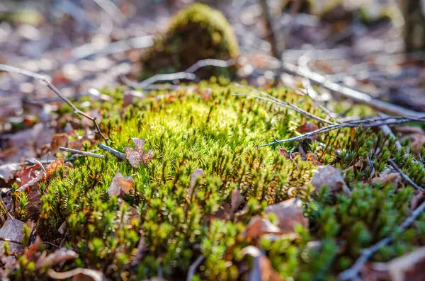 Renkli yosunlar ve yosunlar bahar sabahında orman zemininde gelişiyor. Makro çekim yukarıdan, canlı ekosistem odak noktasında, doku ve organik yaşam dolu..