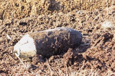 Bahar tarlası kazıları sırasında ıslak toprakta bulunan patlamamış eski bir bomba. Yakın çekim, yatay perspektif, yüksek gerilim havası, bozuk Peatland ortamında açık havada çekilmiş..