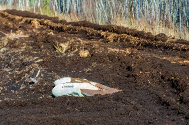 Paslı bomba mermileri soluk gökyüzünün altında unutulmuş savaş sonrası tarlasında sessizce yatıyor. Issız topraklarda terk edilmiş savaş kalıntılarının düşük açılı çekimi sessizlik ve ihtilaf sonrası bozulmaya neden olur..