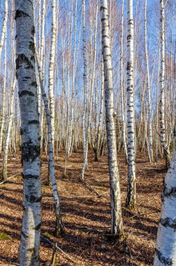 Çıplak huş ağaçları, bahar ışığı altında huzurlu orman sessizliğinde dimdik dururlar. Yumuşak gölgeli ve yumuşak doğal ışıklandırmalı sakin huş ağacının geniş açılı görüntüsü.