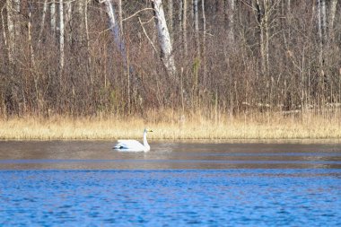 Yalnız beyaz kuğu, sakin bir göl boyunca bahar sabahının erken saatlerinde huzur içinde süzülür. Mavi göldeki bir kuğunun düşük açılı görüntüsü, belgesel, kuşbilim, doğa gözlemi veya eğitim amaçlarına uygun.