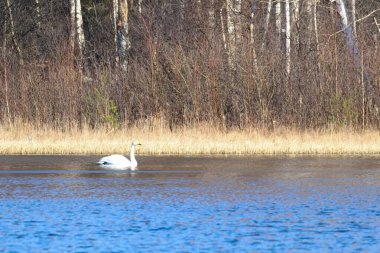 Yalnız beyaz kuğu, sakin bir göl boyunca bahar sabahının erken saatlerinde huzur içinde süzülür. Mavi göldeki bir kuğunun düşük açılı görüntüsü, belgesel, kuşbilim, doğa gözlemi veya eğitim amaçlarına uygun.