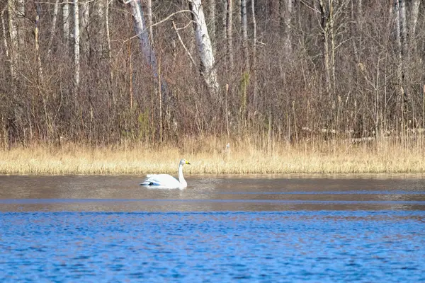 Yalnız beyaz kuğu, sakin bir göl boyunca bahar sabahının erken saatlerinde huzur içinde süzülür. Mavi göldeki bir kuğunun düşük açılı görüntüsü, belgesel, kuşbilim, doğa gözlemi veya eğitim amaçlarına uygun.