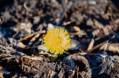 Parlak sarı tay ayağı bahar güneşi altında çürüyen yapraklarda tek başına çiçek açıyor. Düşük açı, ölü yapraklardan yükselen kolayak çiçeği makrosu, erken bahar havası, yeniden doğuş kavramı..