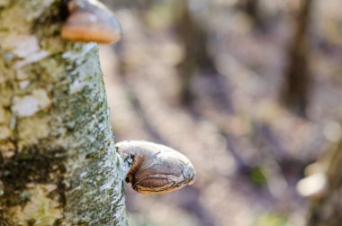 Yumuşak orman günışığında huş ağacında yetişen ağaç mantarlarının yakın çekimi. Bahar ormanlarının ilk zamanlarında huş ağacından çoklu gözenekli mantar, sığ derinlik, sakin ve düşünceli ruh hali, orman mikro yaşamı.