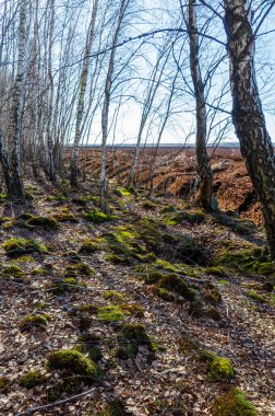 Erken bahar ışığı yosunlu orman zeminindeki huş ağaçlarının arasından süzülür. Peatland yakınlarındaki huş ağacının düşük açılı görüntüsü, huzurlu bahar havası ve altın güneş ışığıyla kaplı orman zemini, orman kenarları..