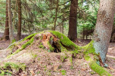 Yosun kaplı ağaç kütüğü sık gölgeli ormanlarda orman sırlarını saklıyor. Yakın plan çekim, mistik ruh hali, orman dokusu çalışması, yosunlu gölgedeki eski kütük, vahşi doğal yaşam alanı..