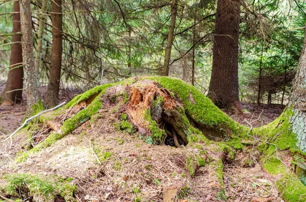 Yosun kaplı ağaç kütüğü sık gölgeli ormanlarda orman sırlarını saklıyor. Yakın plan çekim, mistik ruh hali, orman dokusu çalışması, yosunlu gölgedeki eski kütük, vahşi doğal yaşam alanı..