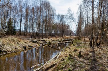 Sessiz Kuzey Avrupa sulak ormanlarında altın kamışların arasından süzülen durgun su. Merkezi perspektif, yapraksız ağaçlar ve ilkbaharın başlarında kuru sazlıklar arasında bir su kanalının durgunluğunu yakalıyor..