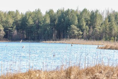 Sessiz çam ormanı, ilkbahar öğleden sonra huzurlu bir göl boyunca yansıyor. Sahil şeridinden, sakin gölden ve sazlıklardan çekilen yumuşak bahar güneşinde yoğun çam ormanı, sakin su.