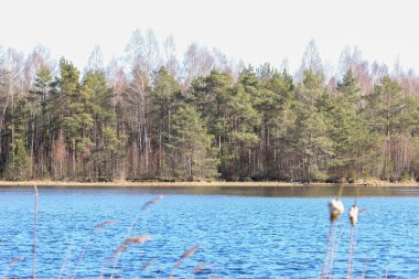 Sessiz çam ormanı, ilkbahar öğleden sonra huzurlu bir göl boyunca yansıyor. Sahil şeridinden, sakin gölden ve sazlıklardan çekilen yumuşak bahar güneşinde yoğun çam ormanı, sakin su.