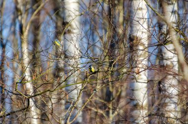 A great tit and blue tit rests on a thin branch in early spring light. Telephoto shot captures calm moment, bird perched in tangled branches under warm woodland light, wild context, birdwatching.