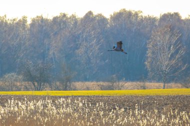 Vahşi bir vinç orman kenarındaki bir bahar tarlasının üzerinden alçaktan uçuyor. Yan görüş, sahada süzülen vinci, akşam ışığında sükuneti ve özgürlüğü anımsatıyor, barış ve özgürlük hissi veriyor.. 