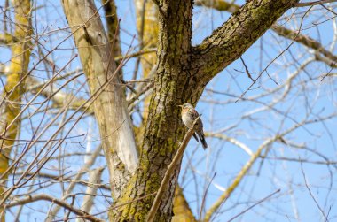 Bir tarla kuşu, birbirine dolanmış bahar dallarıyla çevrili bir dalın üzerinde sessizce dinlenir. Aşağıdan yakın plan, ağaç dalları tarafından çerçevelenmiş sakin bir kuş gösteriyor. İlkbahar ormanlarında durgunluğu çağrıştırıyor. Sessiz gözlem atmosferi..