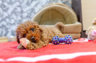 Evdeki kırmızı battaniyede dinlenirken sevimli kahverengi kaniş köpeği oyuncağı çiğniyor. Neşeli köpek yavrusunun düşük açılı çekimi. Sıcak kırmızı battaniyenin üzerinde çiğneme zamanı. İçerde neşeli ve rahat bir ruh hali..