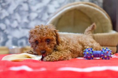 Evdeki kırmızı battaniyede dinlenirken sevimli kahverengi kaniş köpeği oyuncağı çiğniyor. Neşeli köpek yavrusunun düşük açılı çekimi. Sıcak kırmızı battaniyenin üzerinde çiğneme zamanı. İçerde neşeli ve rahat bir ruh hali..