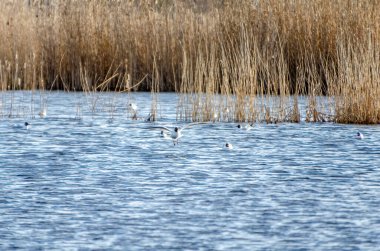 Siyah başlı martı, bahar başlarında huzurlu bataklık manzarasında sazlıkların ve suyun üzerinde uçuyordu. Mavi su ve altın kamışların üzerinde uçan martıların dinamik yakalanışı, canlı bahar havası, geniş doğal.