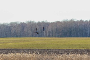 Orman kenarındaki bir bahar tarlasında alçaktan uçan iki yabani turna. Alçaktan uçan turnalar parlak yeşil bir tarladan geçiyor. Geniş açı, sakin bahar havası kırsal alanda..