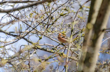 Erkek ispinoz sabahın erken saatlerinde bahar dallarından gururla şarkı söylüyor. Bir papatya çadırı, yoğun bir bahar çalılığının ortasında, orta seviyeden yakalanmış yosunlu dallarda şarkı söyler..