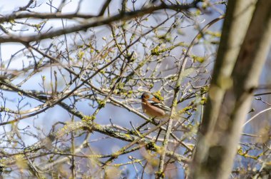Erkek ispinoz sabahın erken saatlerinde bahar dallarından gururla şarkı söylüyor. Bir papatya çadırı, yoğun bir bahar çalılığının ortasında, orta seviyeden yakalanmış yosunlu dallarda şarkı söyler..