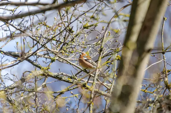 Erkek ispinoz sabahın erken saatlerinde bahar dallarından gururla şarkı söylüyor. Bir papatya çadırı, yoğun bir bahar çalılığının ortasında, orta seviyeden yakalanmış yosunlu dallarda şarkı söyler..
