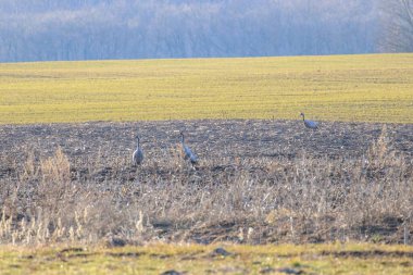 Dans eden turnalar açık bahar sahasında altın gece ışığında kanat çırparlar. Kirli sakal tarlasında kur yapan turnalar, sıcak hava, düşük görüş açısı, açık tarım arazisi, mevsimsel davranış konsepti.