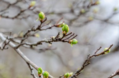 Taze yeşil tomurcuklar, yumuşak odak ışıklarıyla çıplak bahar dallarında sessizce ortaya çıkar. Erken bahar tomurcuklarının açılması, huzurlu ruh hali, sığ derinlik, yakın çekim göz seviyesi, doğal yeniden doğuş, mevsimsel detay konsepti.