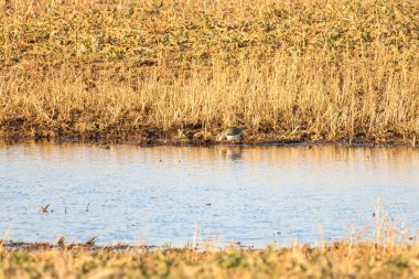 Altın saat boyunca çamurlu su birikintisinde baharın tadını çıkaran bir kuzey kanadı. Dinamik kuş sığ sularda keyif alır, alçak açı dünyevi tonları ve ilkbaharda sulak arazide dingin havayı gösterir..