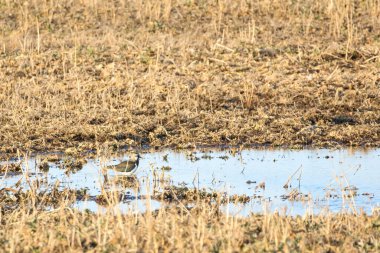Altın saat boyunca çamurlu su birikintisinde baharın tadını çıkaran bir kuzey kanadı. Dinamik kuş sığ sularda keyif alır, alçak açı dünyevi tonları ve ilkbaharda sulak arazide dingin havayı gösterir..