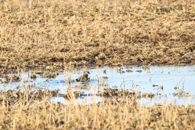 Altın saat boyunca çamurlu su birikintisinde baharın tadını çıkaran bir kuzey kanadı. Dinamik kuş sığ sularda keyif alır, alçak açı dünyevi tonları ve ilkbaharda sulak arazide dingin havayı gösterir..
