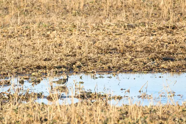 Altın saat boyunca çamurlu su birikintisinde baharın tadını çıkaran bir kuzey kanadı. Dinamik kuş sığ sularda keyif alır, alçak açı dünyevi tonları ve ilkbaharda sulak arazide dingin havayı gösterir..