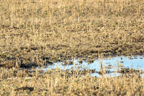Altın saat boyunca çamurlu su birikintisinde baharın tadını çıkaran bir kuzey kanadı. Dinamik kuş sığ sularda keyif alır, alçak açı dünyevi tonları ve ilkbaharda sulak arazide dingin havayı gösterir..