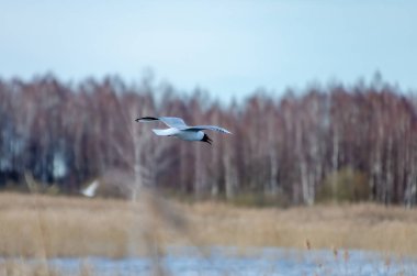 Siyah başlı martı soğuk bir bahar sabahı sazlıkların üzerinde süzülüyor. Çağrı yapan martı bataklık üzerinde uçarken yakalandı. Yan açı çekimi açık kanatlar ve sakin vahşi bir atmosfer gösteriyor..