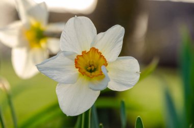 Beyaz nergis narsisleri yemyeşil bir çayırda çiçek açarlar. Odaklanmış narin bir kır çiçeği, yumuşak doğal ışık, düşük açılı makro çekim, canlı çayır düzeni, doğanın güzelliğini ve dinginliğini vurgulayan.