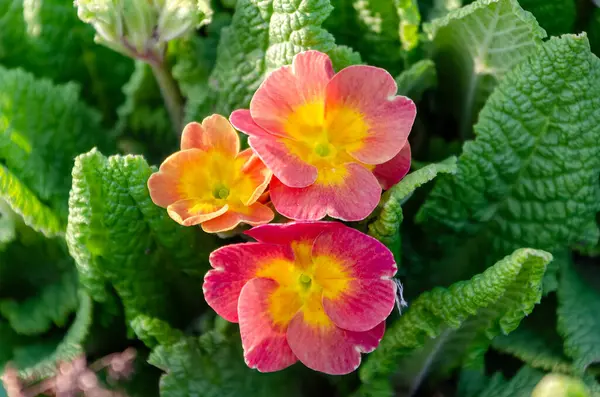 Canlı kırmızı Gloxinia çiçeğinin ilkbahar güneşi altında yeşil yapraklarla yakın çekimi, doğal bahçe ortamında düşük açıyla, yatay, makro.