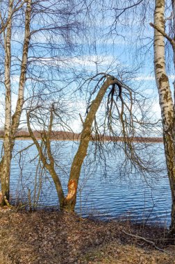 Sakin bir bahar sabahında sakin gölün üzerine eğilen eğilmiş huş ağacı. Düşük açılı çekim, suyun üzerindeki kıvrımlı huş ağacını, huzurlu havayı, yumuşak ışığı, ilkbahar atmosferindeki doğal gölü yakalar..