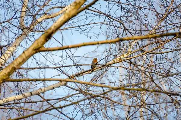 Yalnız küçük bir kuş bahar ormanlarındaki bir ağaç dalına sessizce tünedi. Dalda dinlenen sakin kuşun yan görüntüsü, göz seviyesi, yumuşak bahar havası, orman arka planı, barışçıl konsept.