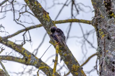 Bulutlu bir günde yosunlu ağaç dalına tüy diken bir sığırcık. Yalnız bir kuş tüylerini bir dalda temizler, yumuşak ışık, huzurlu ruh hali, kırsal doğa, aşağıdan yakalanmış..