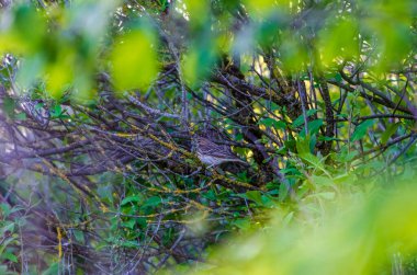 Avrasyalı bir tımarhane kuşu, birbirine dolanmış yeşil dallarla çevrili bir dalda sessizce dinlenir. Aşağıdan yakından bakınca ağaç dalları tarafından çerçevelenmiş sakin bir kuş görülüyor. Bahar ormanlarında sessizlik, sessiz bir gözlem atmosferi..