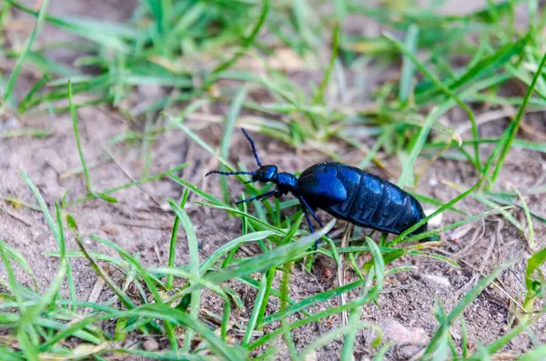Parlak mavi Meloe böceği sıcak bir bahar öğleden sonrasında çimenlerin üzerinde yavaşça sürünüyor. Zemin kattaki makro böcek fotoğrafı, doğal davranışlar, sakin orman tabanı titreşimi, sığ derinlik.