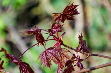 Koyu kırmızı akçaağaç yaprakları ilkbaharın ilk dönemlerinde canlı güneş ışığı altında açılır. Taze akçaağaç yaprakları, dinamik enerji, güneşli hava, yakın görüş, orman kenarı, doğa ve büyüme konsepti.