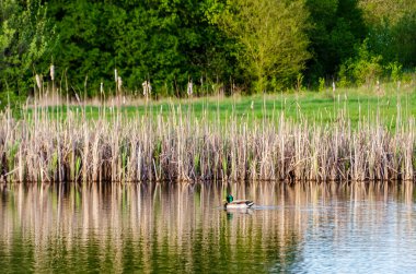 Yaban ördeği çifti ilkbahar kırsal ortamında yansıtıcı gölette sakince süzülüyor. Ördekler yavaşça sürükleniyor, sakin bir ruh hali, göz hizası, merkez çerçeve, gölet kenarı, doğa ve yansıma teması.