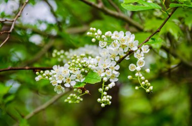 Beyaz kiraz çiçekleri yumuşak doğal ışıkta bahar dalında hafifçe çiçek açar. Taze beyaz çiçeklerin yakın plan çekimi, huzurlu ruh hali, göz hizası manzarası, orman düzeni, böcek hareketli doğa konsepti..