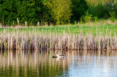 Yaban ördeği çifti ilkbahar kırsal ortamında yansıtıcı gölette sakince süzülüyor. Ördekler yavaşça sürükleniyor, sakin bir ruh hali, göz hizası, merkez çerçeve, gölet kenarı, doğa ve yansıma teması.