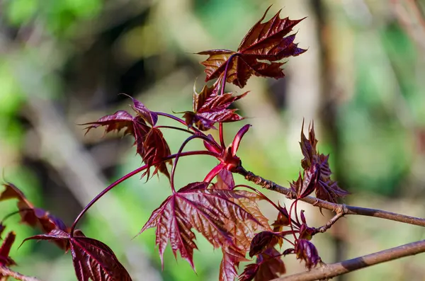 Koyu kırmızı akçaağaç yaprakları ilkbaharın ilk dönemlerinde canlı güneş ışığı altında açılır. Taze akçaağaç yaprakları, dinamik enerji, güneşli hava, yakın görüş, orman kenarı, doğa ve büyüme konsepti.