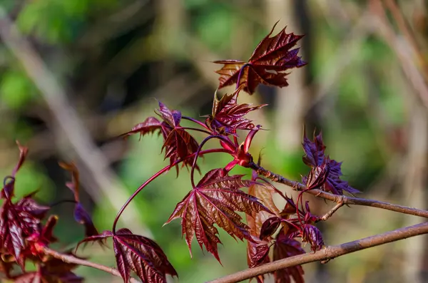 Koyu kırmızı akçaağaç yaprakları ilkbaharın ilk dönemlerinde canlı güneş ışığı altında açılır. Taze akçaağaç yaprakları, dinamik enerji, güneşli hava, yakın görüş, orman kenarı, doğa ve büyüme konsepti.
